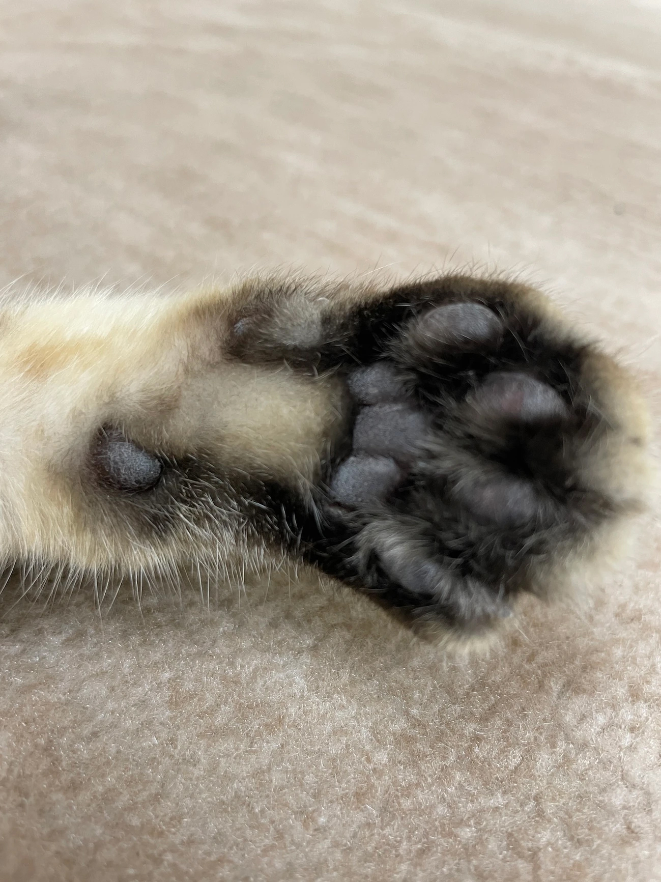 ねこ