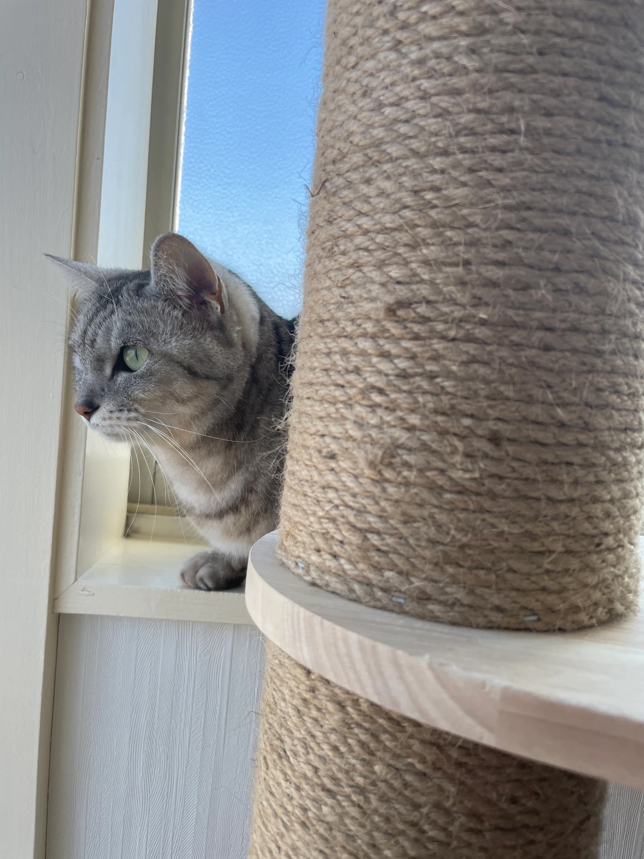 ねこ