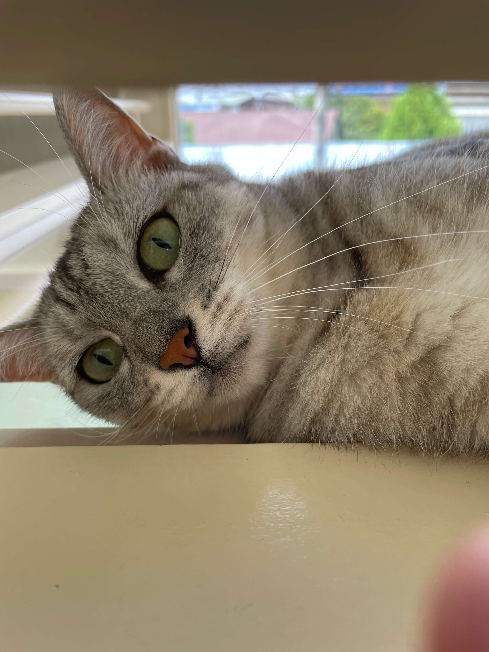 ねこ