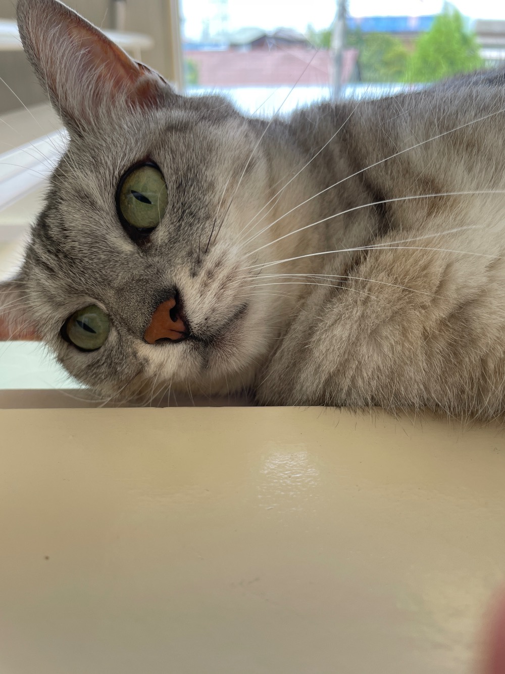 ねこ