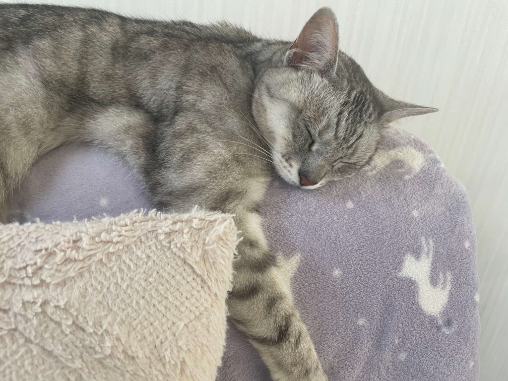 ねこ社長
