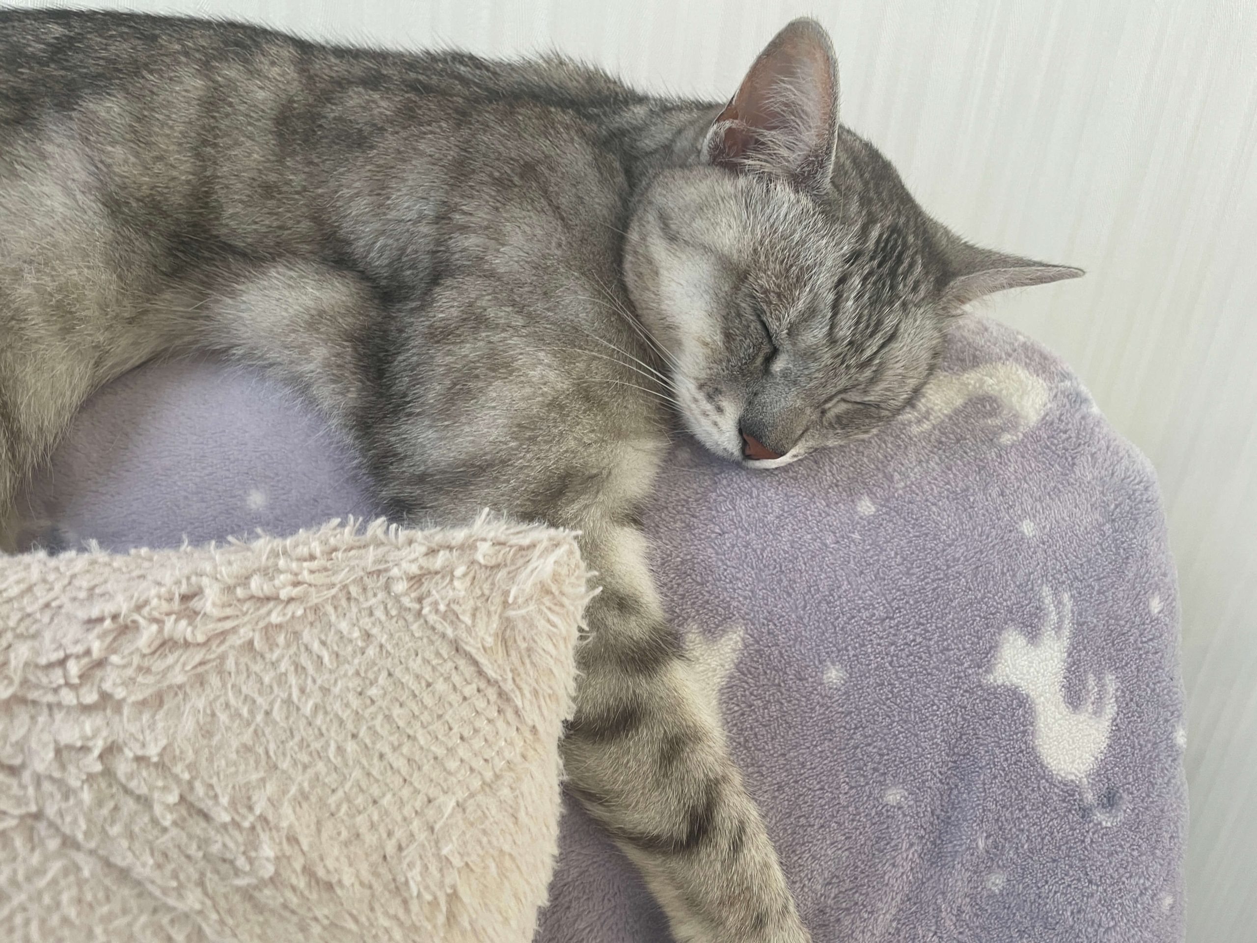 ねこ社長