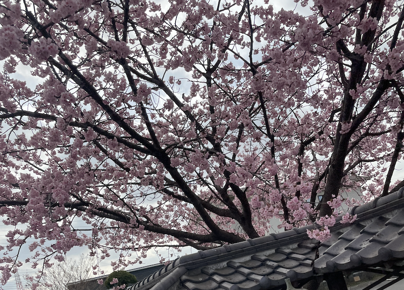 今年初のお花見