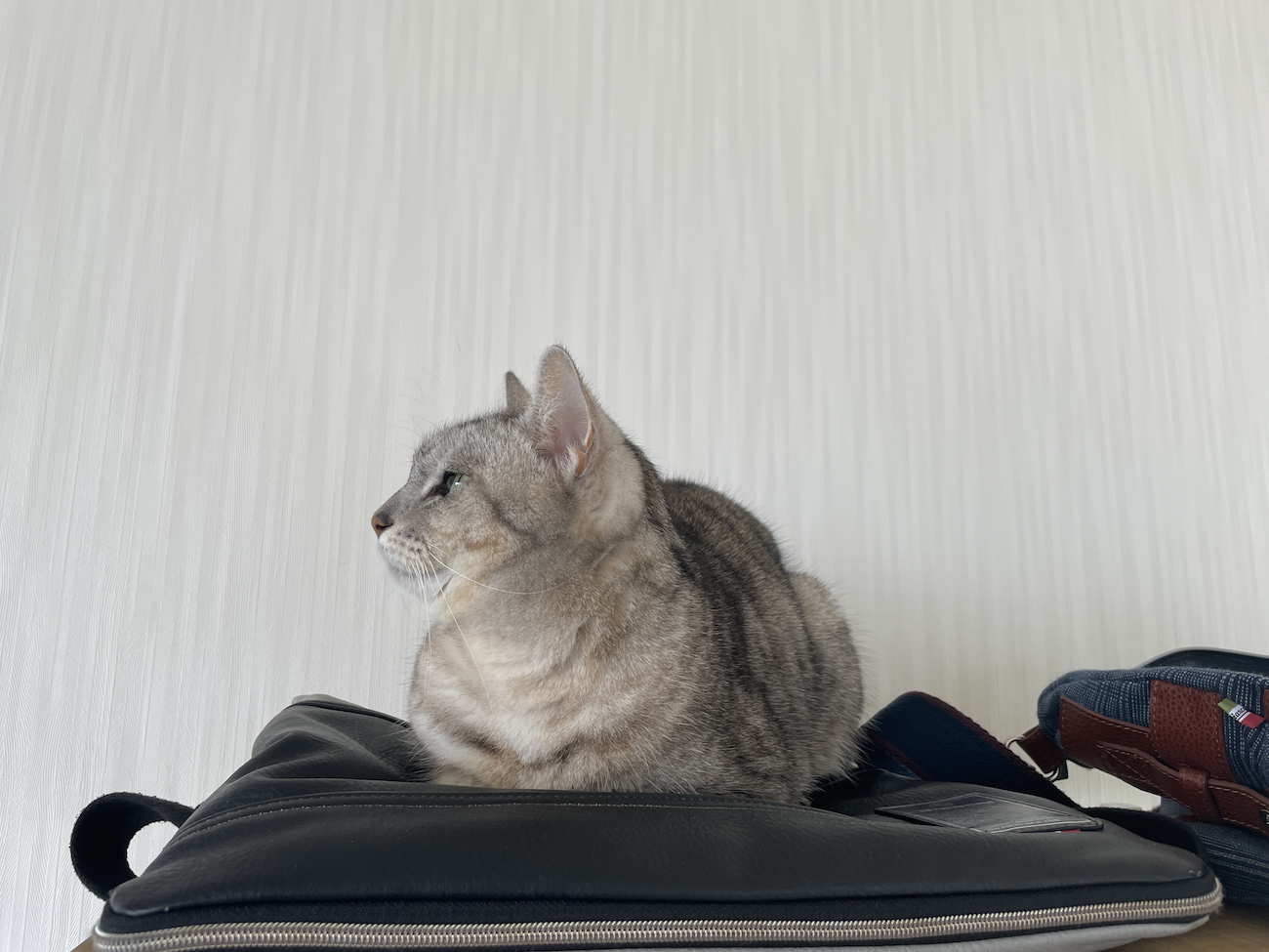 ねこ